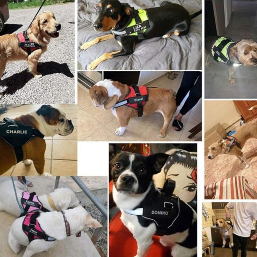 Everyday.Discount buy dogs harness custom glow leash viral cute reflective yorkie mesh cloth onlineshopping custom padded around dogwaist under belly applicable harnesses glowing petsafe identification stepin harness instagram viral collar tiktok youtube videos breathable chest sizes adjustable walking visibility dog's dogs belly stylish leash safety 