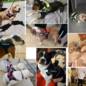 Everyday.Discount buy dogs harness custom glow leash viral cute reflective yorkie mesh cloth onlineshopping custom padded around dogwaist under belly applicable harnesses glowing petsafe identification stepin harness instagram viral collar tiktok youtube videos breathable chest sizes adjustable walking visibility dog's dogs belly stylish leash safety 