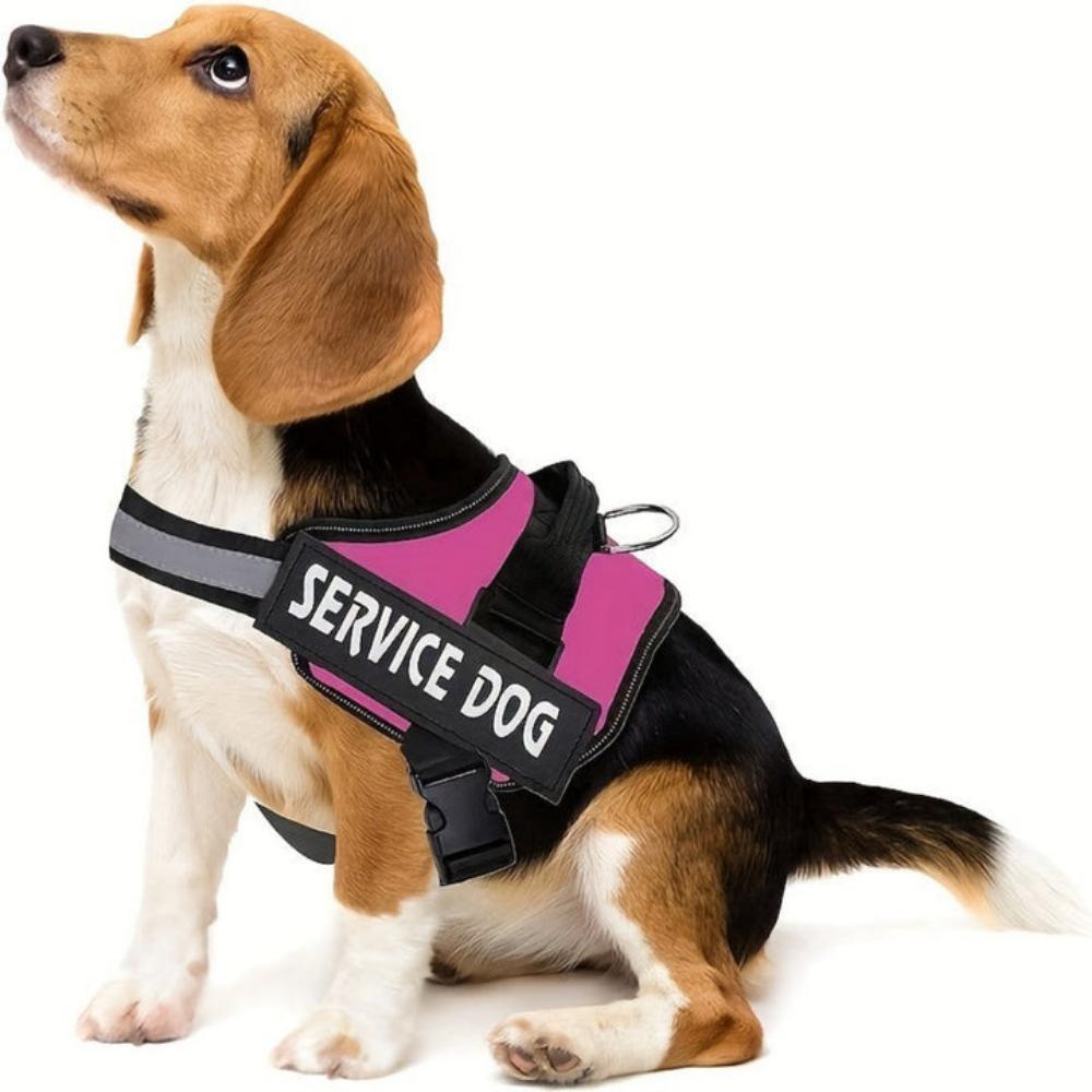 Everyday.Discount buy dogs harness custom glow leash viral cute reflective yorkie mesh cloth onlineshopping custom padded around dogwaist under belly applicable harnesses glowing petsafe identification stepin harness instagram viral collar tiktok youtube videos breathable chest sizes adjustable walking visibility dog's dogs belly stylish leash safety 