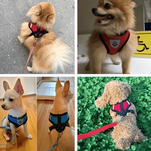 Everyday.Discount buy dogs glowing harness leash reflective mesh night walks cat cloth walking gear cat's padded around waist under belly applicable harnesses pinterest dogs glowing petsafe nightwalk tiny stylish harness tiktok cat youtube dogs videos breathable  instagram cats safety around waist under belly everyday fast shipping stylish mesh gear