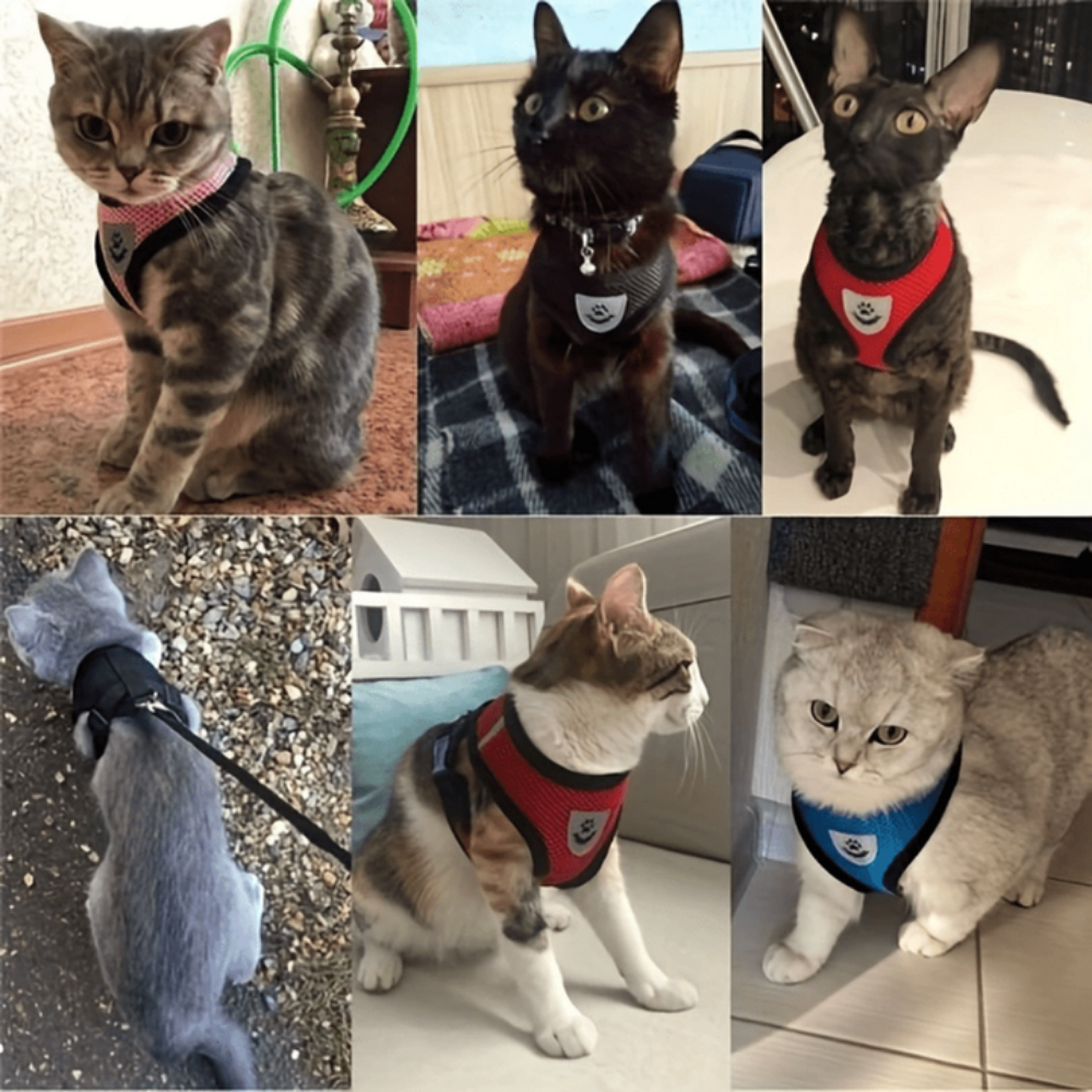 Everyday.Discount buy dogs glowing harness leash reflective mesh night walks cat cloth walking gear cat's padded around waist under belly applicable harnesses pinterest dogs glowing petsafe nightwalk tiny stylish harness tiktok cat youtube dogs videos breathable  instagram cats safety around waist under belly everyday fast shipping stylish mesh gear