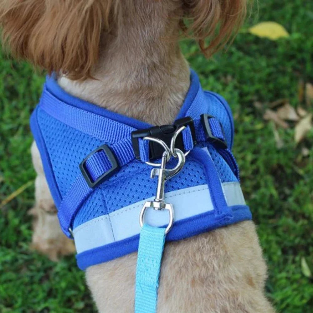 Everyday.Discount buy dogs glowing harness leash reflective mesh night walks cat cloth walking gear cat's padded around waist under belly applicable harnesses pinterest dogs glowing petsafe nightwalk tiny stylish harness tiktok cat youtube dogs videos breathable  instagram cats safety around waist under belly everyday fast shipping stylish mesh gear