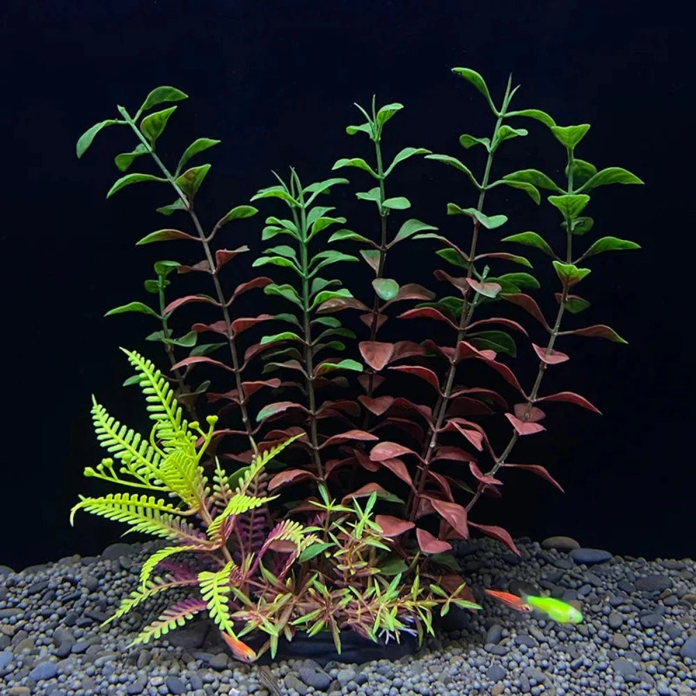 Everyday.Discount buy aquarium's plants pinterest underwater world aquatic lives tiktok youtube videos atlantis lively aquatic algae foreground fishtanks decorations underwater  glowing plants instagram world d'aquarium fishtanks panoramic dispaying optical plants explore onlineshopping instagram friends stunning funny fishtank vs aquatic alive world 