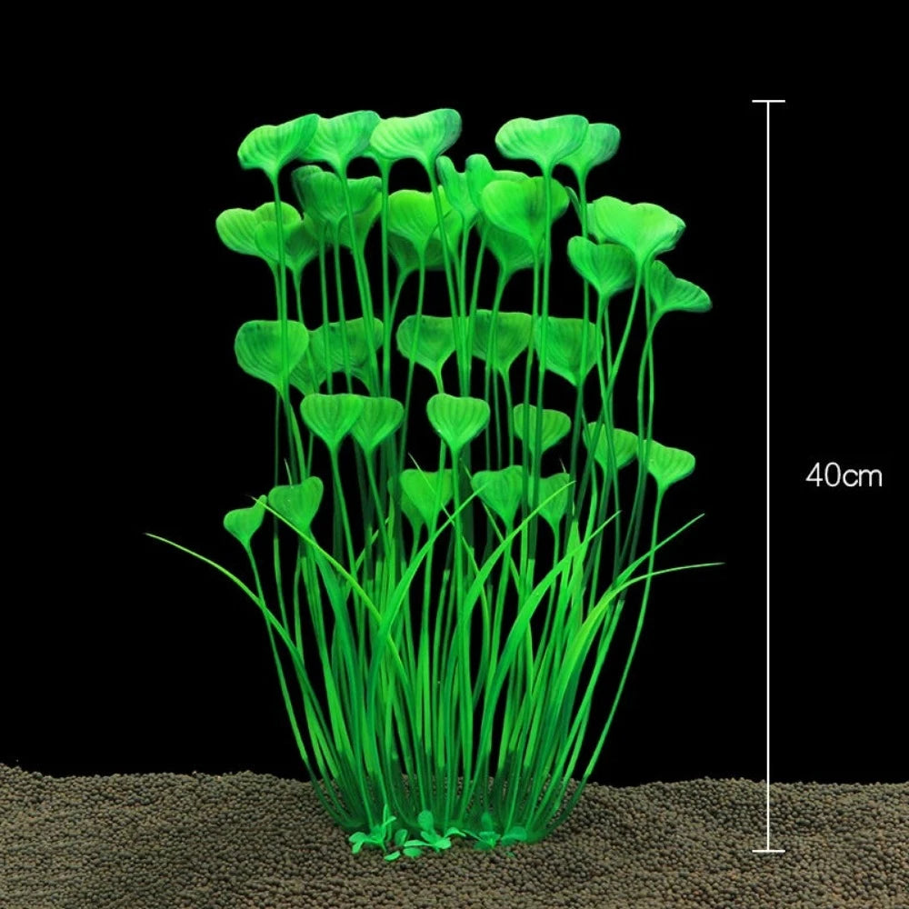 Everyday.Discount buy aquarium's plants pinterest underwater world aquatic lives tiktok youtube videos atlantis lively aquatic algae foreground fishtanks decorations underwater  glowing plants instagram world d'aquarium fishtanks panoramic dispaying optical plants explore onlineshopping instagram friends stunning funny fishtank vs aquatic alive world 