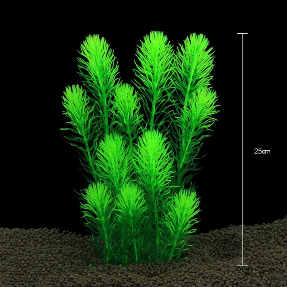 Everyday.Discount buy aquarium's plants pinterest underwater world aquatic lives tiktok youtube videos atlantis lively aquatic algae foreground fishtanks decorations underwater  glowing plants instagram world d'aquarium fishtanks panoramic dispaying optical plants explore onlineshopping instagram friends stunning funny fishtank vs aquatic alive world 