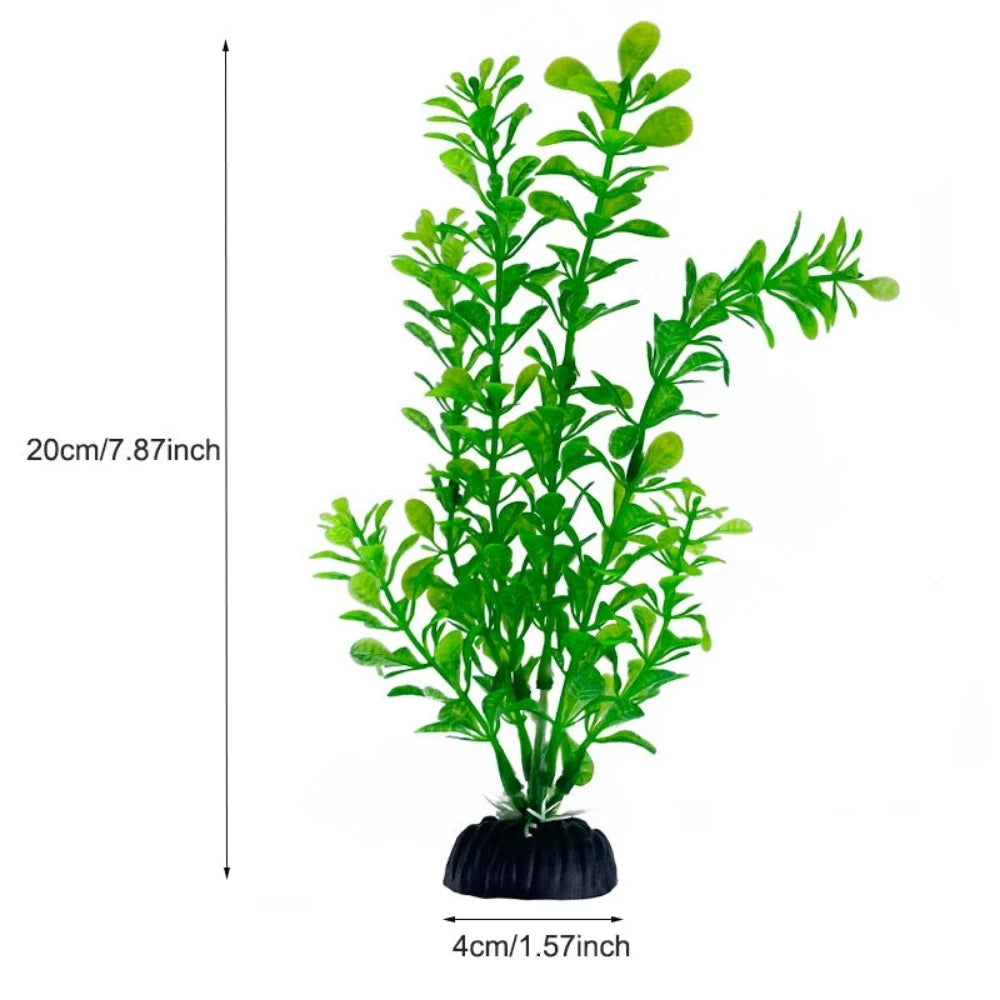 Everyday.Discount buy aquarium's plants pinterest underwater world aquatic lives tiktok youtube videos atlantis lively aquatic algae foreground fishtanks decorations underwater  glowing plants instagram world d'aquarium fishtanks panoramic dispaying optical plants explore onlineshopping instagram friends stunning funny fishtank vs aquatic alive world 