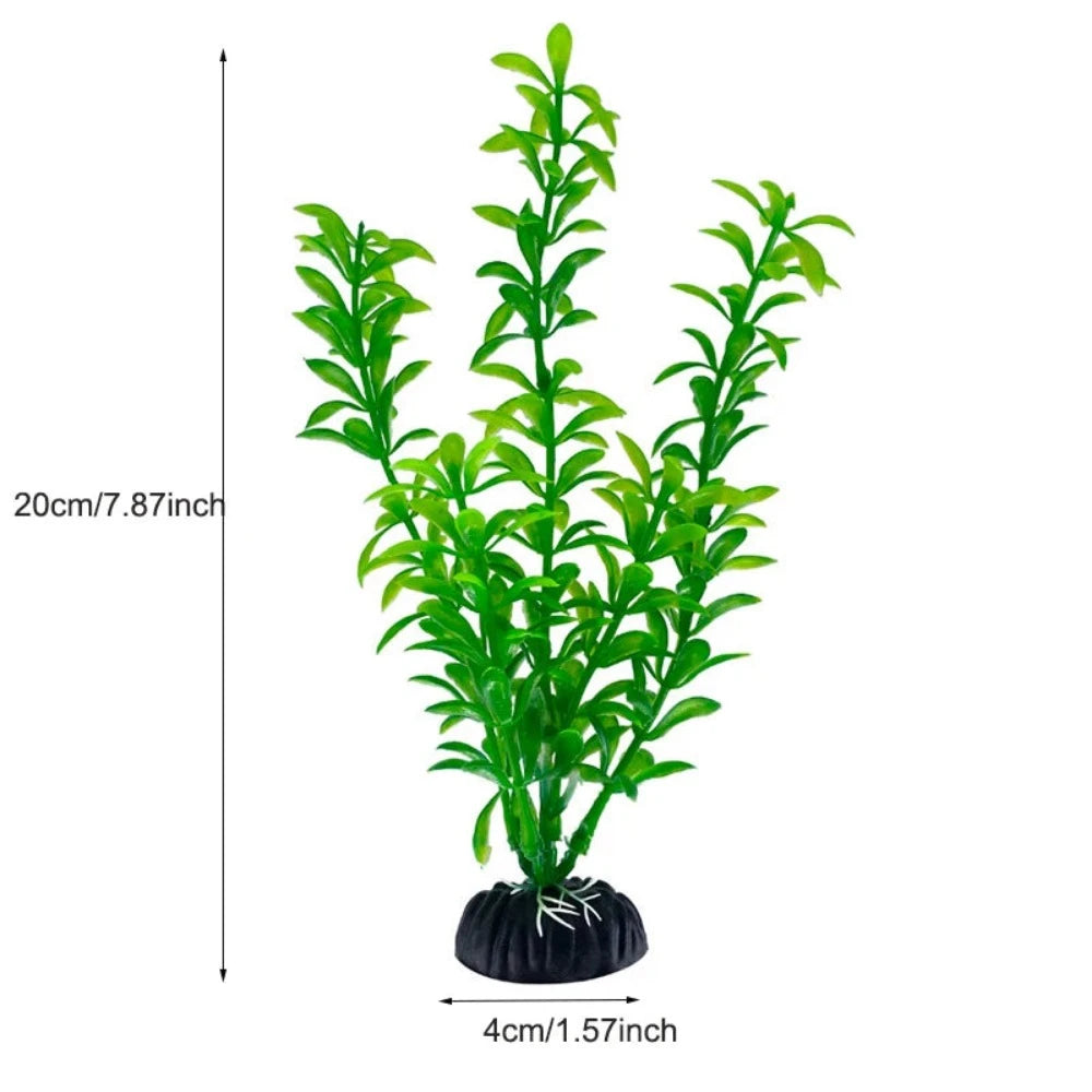 Everyday.Discount buy aquarium's plants pinterest underwater world aquatic lives tiktok youtube videos atlantis lively aquatic algae foreground fishtanks decorations underwater  glowing plants instagram world d'aquarium fishtanks panoramic dispaying optical plants explore onlineshopping instagram friends stunning funny fishtank vs aquatic alive world 
