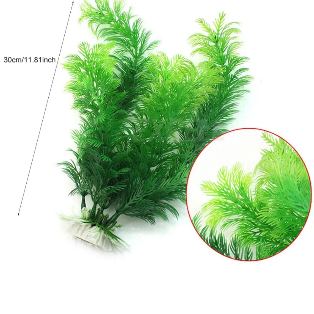 Everyday.Discount buy aquarium's plants pinterest underwater world aquatic lives tiktok youtube videos atlantis lively aquatic algae foreground fishtanks decorations underwater  glowing plants instagram world d'aquarium fishtanks panoramic dispaying optical plants explore onlineshopping instagram friends stunning funny fishtank vs aquatic alive world 