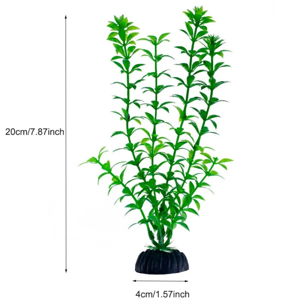 Everyday.Discount buy aquarium's plants pinterest underwater world aquatic lives tiktok youtube videos atlantis lively aquatic algae foreground fishtanks decorations underwater  glowing plants instagram world d'aquarium fishtanks panoramic dispaying optical plants explore onlineshopping instagram friends stunning funny fishtank vs aquatic alive world 