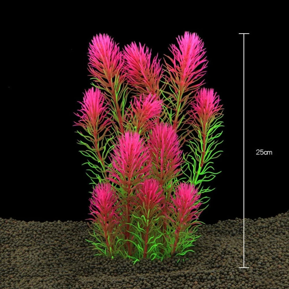 Everyday.Discount buy aquarium's plants pinterest underwater world aquatic lives tiktok youtube videos atlantis lively aquatic algae foreground fishtanks decorations underwater  glowing plants instagram world d'aquarium fishtanks panoramic dispaying optical plants explore onlineshopping instagram friends stunning funny fishtank vs aquatic alive world 