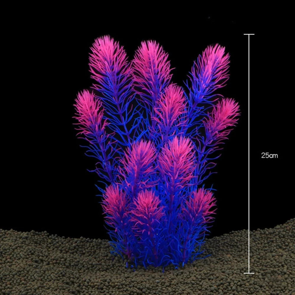 Everyday.Discount buy aquarium's plants pinterest underwater world aquatic lives tiktok youtube videos atlantis lively aquatic algae foreground fishtanks decorations underwater  glowing plants instagram world d'aquarium fishtanks panoramic dispaying optical plants explore onlineshopping instagram friends stunning funny fishtank vs aquatic alive world 