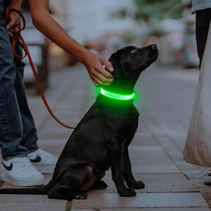 Everyday.Discount buy happiest customers favorites reflective walking safety gear tiktok     videos funny season outdoors night lights dogs solid wear collar funny puppie dark night  collar lightings instagood onlineshopping instagram dogs influencers safety collars dogs animal glow into dark petsafe fast shipping quality news shoponline viral explore petmart