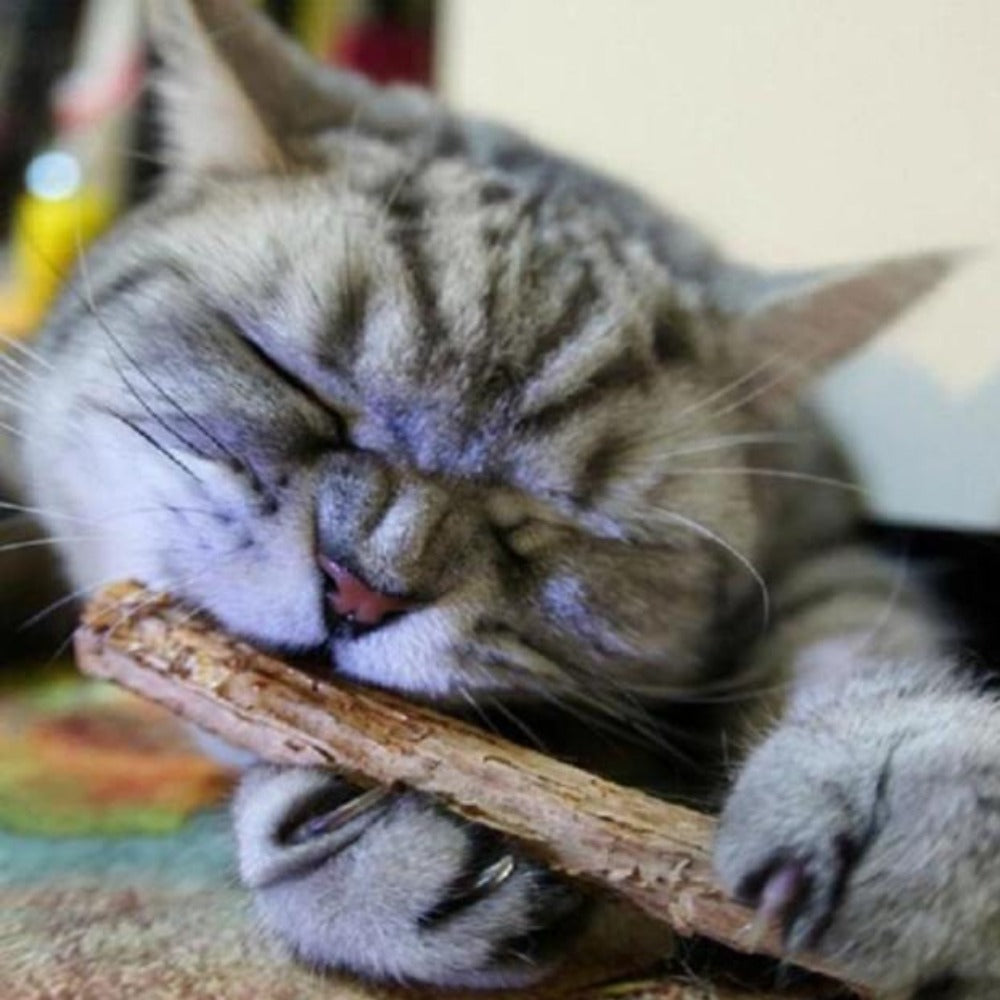 Everyday.Discount buy catnip actinidia matatabi silvervine playtoy pinterest natural teeth funny chew dental molar teeth toothpaste instagram cats catmint forest wood tiktok kitty toys catmint molar youtube videos catnip silvervine kittens chew treats funny times hello kitty cats teethcare oral hygiene natural wooden toys petshop nearby everyday.discount 