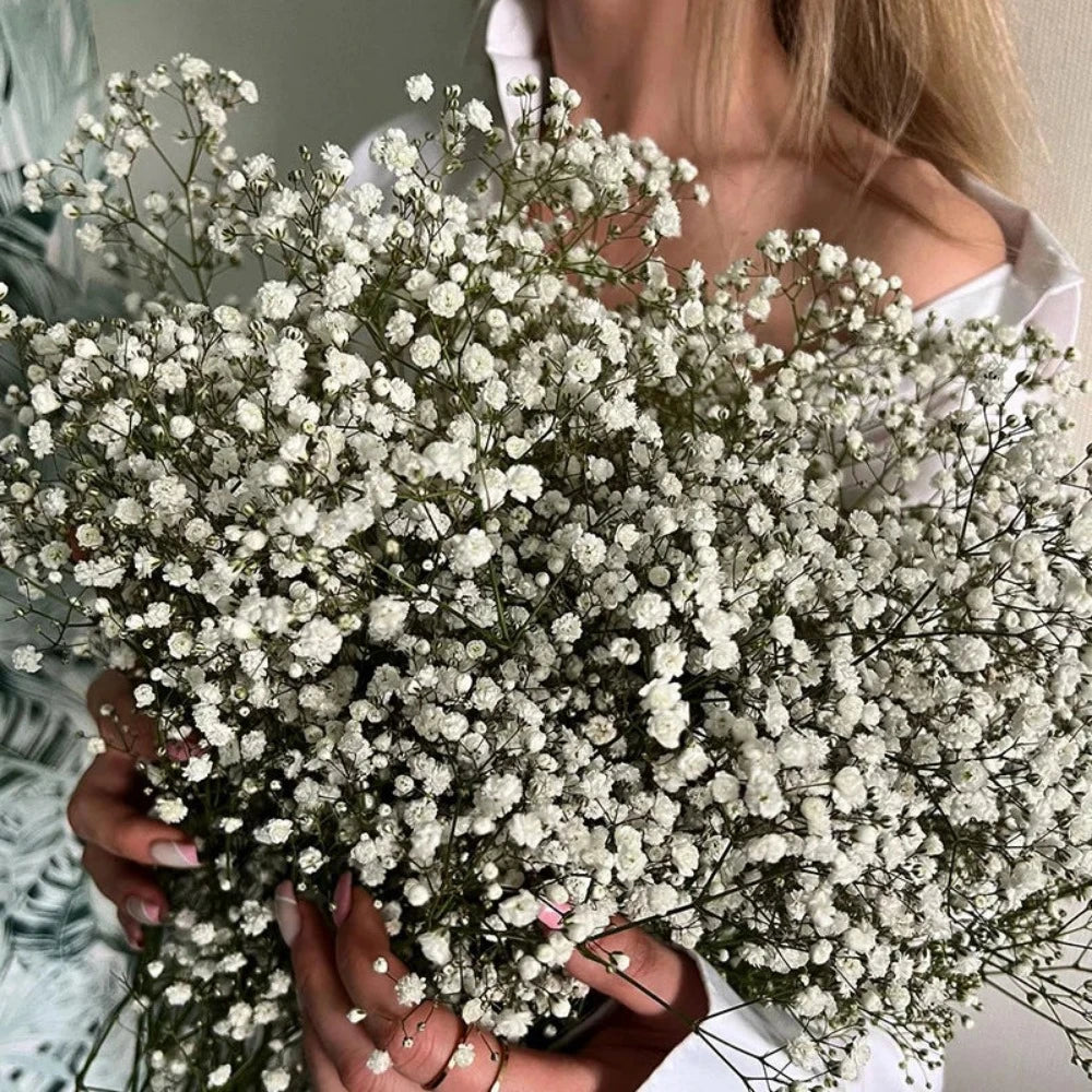 Everyday.Discount buy gypsophila artificial flower décor inspiration autumn viral interior decorations plum pinterest gypsophila blossom onlineshopping tiktok instagram youtube videos wreath realistic interior bunch vase gypsophila explore bridal photoshoot accents blossoms everyday fast free.shipping silk xmas symbolism garland flowers indoors areas  