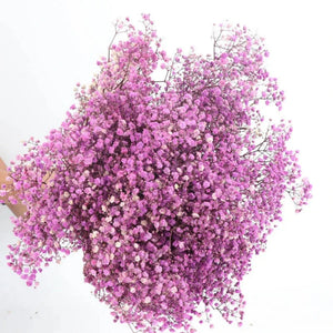 Everyday.Discount buy gypsophila artificial flower décor inspiration autumn viral interior decorations plum pinterest gypsophila blossom onlineshopping tiktok instagram youtube videos wreath realistic interior bunch vase gypsophila explore bridal photoshoot accents blossoms everyday fast free.shipping silk xmas symbolism garland flowers indoors areas  