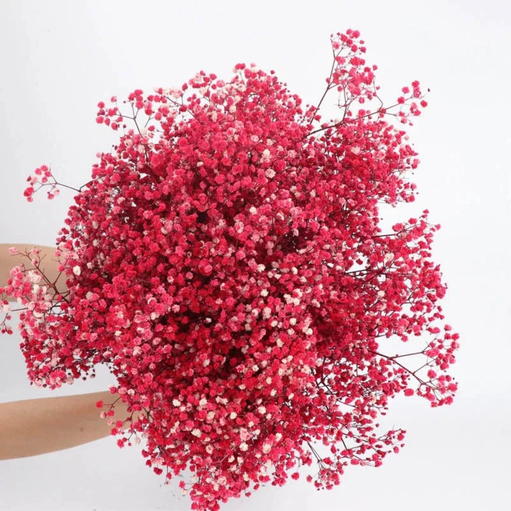 Everyday.Discount buy gypsophila artificial flower décor inspiration autumn viral interior decorations plum pinterest gypsophila blossom onlineshopping tiktok instagram youtube videos wreath realistic interior bunch vase gypsophila explore bridal photoshoot accents blossoms everyday fast free.shipping silk xmas symbolism garland flowers indoors areas  