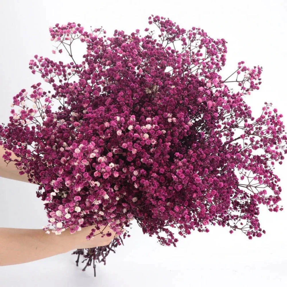 Everyday.Discount buy gypsophila artificial flower décor inspiration autumn viral interior decorations plum pinterest gypsophila blossom onlineshopping tiktok instagram youtube videos wreath realistic interior bunch vase gypsophila explore bridal photoshoot accents blossoms everyday fast free.shipping silk xmas symbolism garland flowers indoors areas  