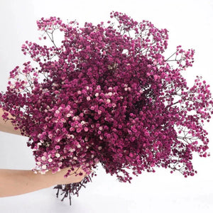 Everyday.Discount buy gypsophila artificial flower décor inspiration autumn viral interior decorations plum pinterest gypsophila blossom onlineshopping tiktok instagram youtube videos wreath realistic interior bunch vase gypsophila explore bridal photoshoot accents blossoms everyday fast free.shipping silk xmas symbolism garland flowers indoors areas  