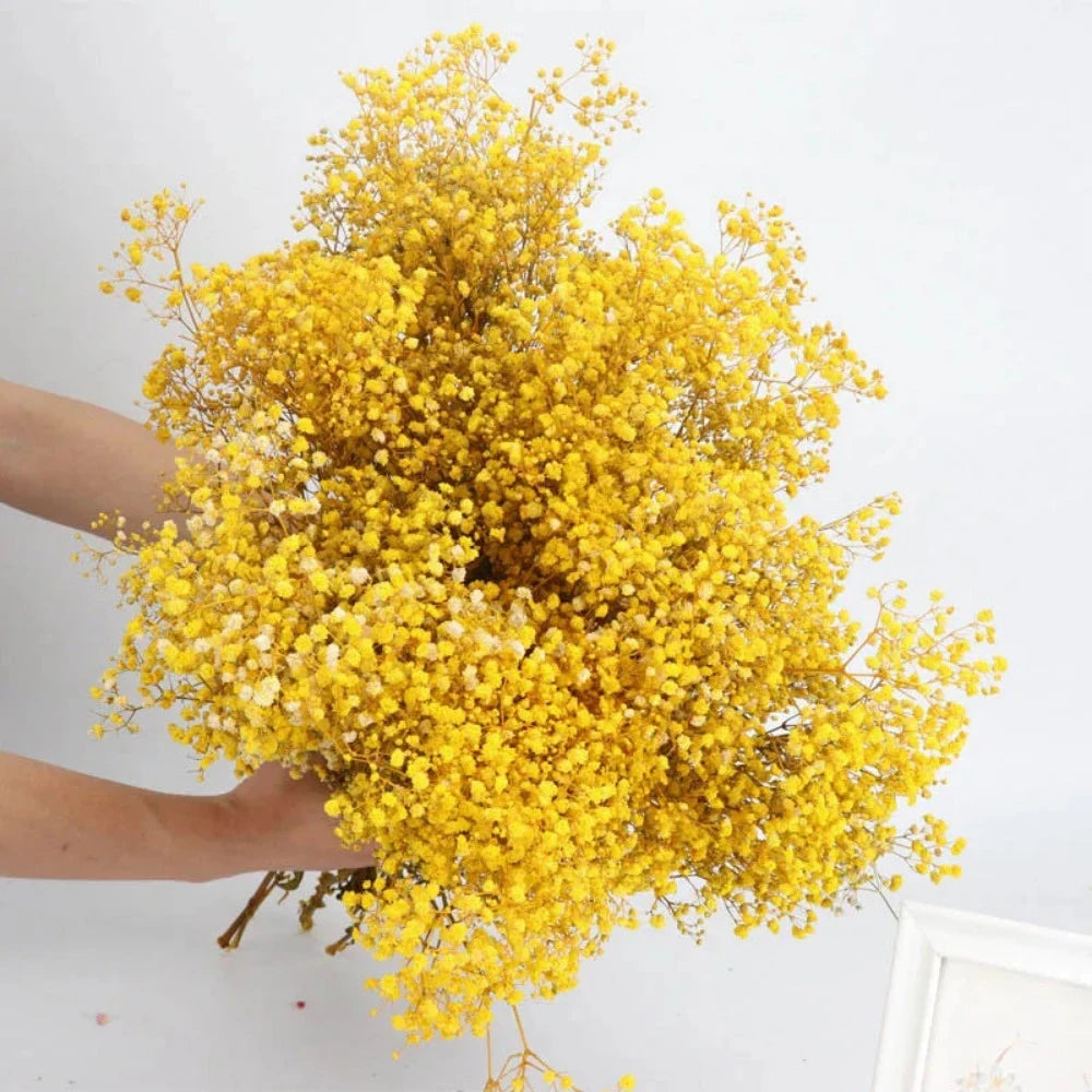 Everyday.Discount buy gypsophila artificial flower décor inspiration autumn viral interior decorations plum pinterest gypsophila blossom onlineshopping tiktok instagram youtube videos wreath realistic interior bunch vase gypsophila explore bridal photoshoot accents blossoms everyday fast free.shipping silk xmas symbolism garland flowers indoors areas  