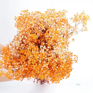Everyday.Discount buy gypsophila artificial flower décor inspiration autumn viral interior decorations plum pinterest gypsophila blossom onlineshopping tiktok instagram youtube videos wreath realistic interior bunch vase gypsophila explore bridal photoshoot accents blossoms everyday fast free.shipping silk xmas symbolism garland flowers indoors areas  