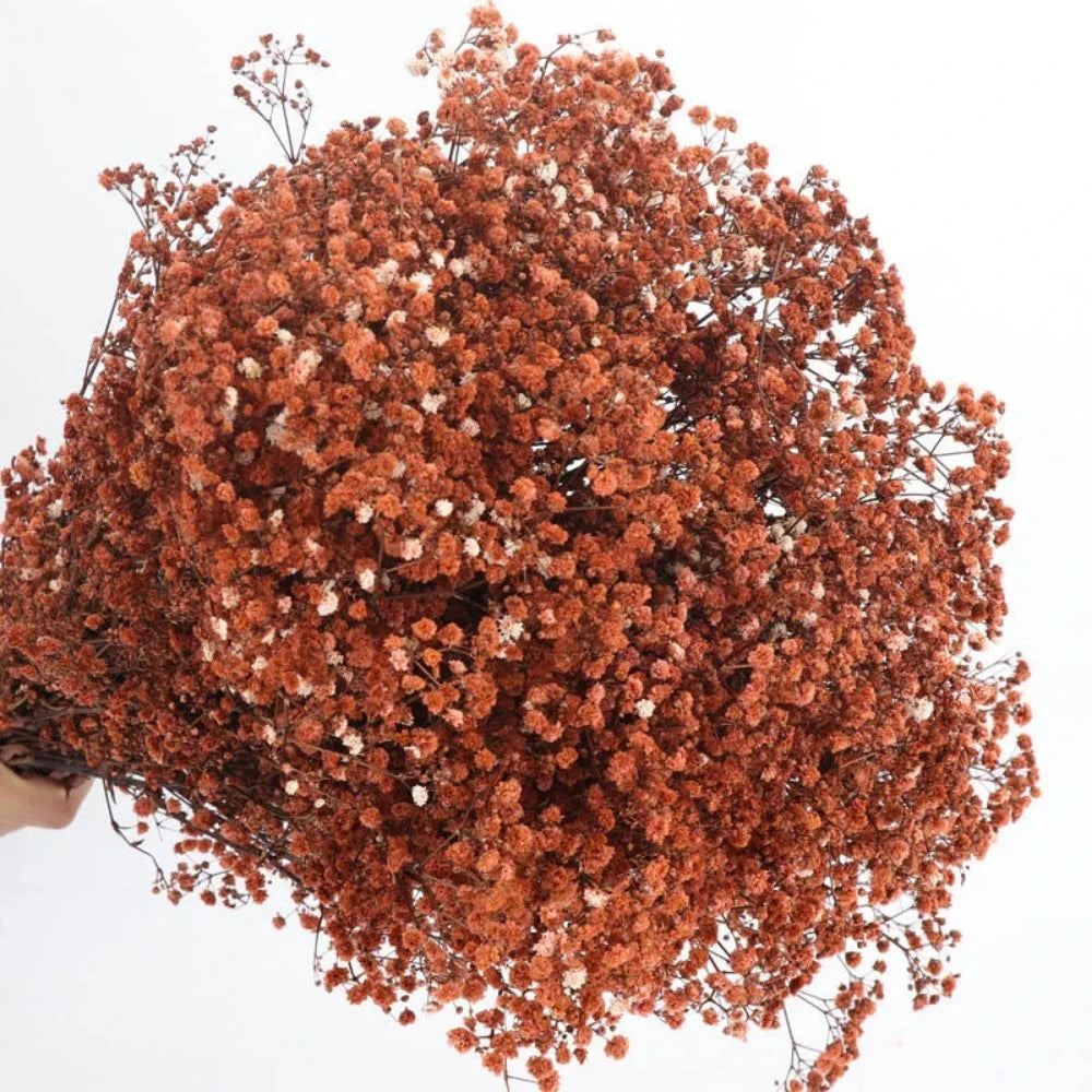 Everyday.Discount buy gypsophila artificial flower décor inspiration autumn viral interior decorations plum pinterest gypsophila blossom onlineshopping tiktok instagram youtube videos wreath realistic interior bunch vase gypsophila explore bridal photoshoot accents blossoms everyday fast free.shipping silk xmas symbolism garland flowers indoors areas  