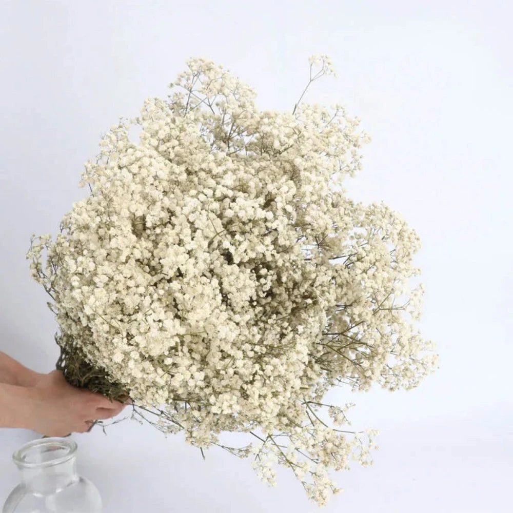 Everyday.Discount buy gypsophila artificial flower décor inspiration autumn viral interior decorations plum pinterest gypsophila blossom onlineshopping tiktok instagram youtube videos wreath realistic interior bunch vase gypsophila explore bridal photoshoot accents blossoms everyday fast free.shipping silk xmas symbolism garland flowers indoors areas  