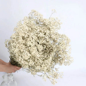 Everyday.Discount buy gypsophila artificial flower décor inspiration autumn viral interior decorations plum pinterest gypsophila blossom onlineshopping tiktok instagram youtube videos wreath realistic interior bunch vase gypsophila explore bridal photoshoot accents blossoms everyday fast free.shipping silk xmas symbolism garland flowers indoors areas  