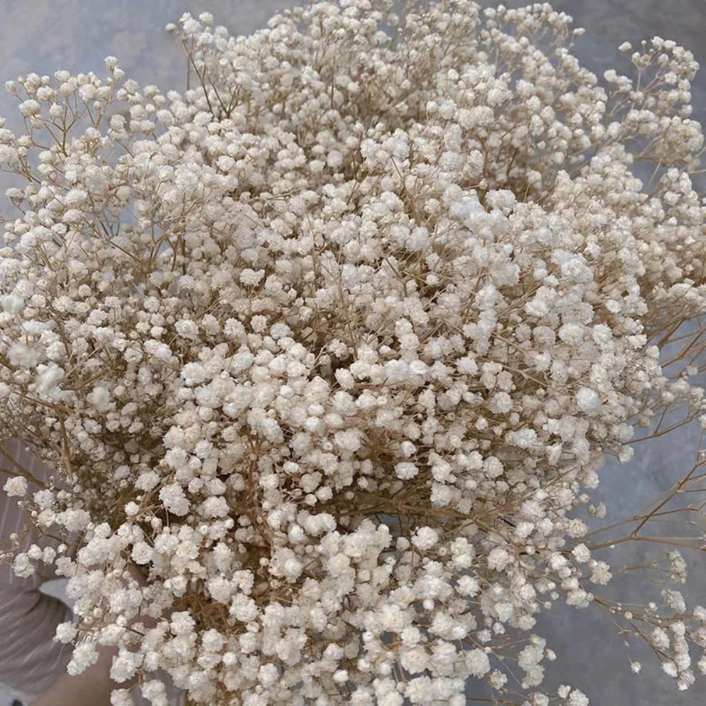 Everyday.Discount buy gypsophila artificial flower décor inspiration autumn viral interior decorations plum pinterest gypsophila blossom onlineshopping tiktok instagram youtube videos wreath realistic interior bunch vase gypsophila explore bridal photoshoot accents blossoms everyday fast free.shipping silk xmas symbolism garland flowers indoors areas  