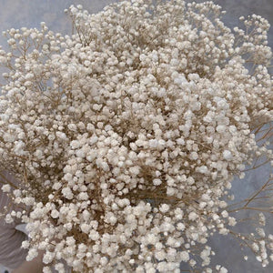 Everyday.Discount buy gypsophila artificial flower décor inspiration autumn viral interior decorations plum pinterest gypsophila blossom onlineshopping tiktok instagram youtube videos wreath realistic interior bunch vase gypsophila explore bridal photoshoot accents blossoms everyday fast free.shipping silk xmas symbolism garland flowers indoors areas  