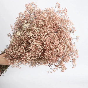 Everyday.Discount buy gypsophila artificial flower décor inspiration autumn viral interior decorations plum pinterest gypsophila blossom onlineshopping tiktok instagram youtube videos wreath realistic interior bunch vase gypsophila explore bridal photoshoot accents blossoms everyday fast free.shipping silk xmas symbolism garland flowers indoors areas  