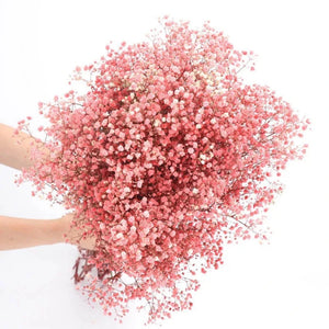 Everyday.Discount buy gypsophila artificial flower décor inspiration autumn viral interior decorations plum pinterest gypsophila blossom onlineshopping tiktok instagram youtube videos wreath realistic interior bunch vase gypsophila explore bridal photoshoot accents blossoms everyday fast free.shipping silk xmas symbolism garland flowers indoors areas  