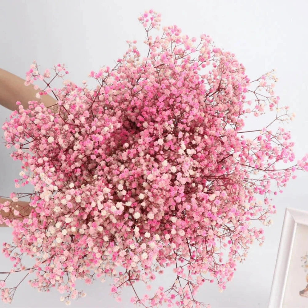 Everyday.Discount buy gypsophila artificial flower décor inspiration autumn viral interior decorations plum pinterest gypsophila blossom onlineshopping tiktok instagram youtube videos wreath realistic interior bunch vase gypsophila explore bridal photoshoot accents blossoms everyday fast free.shipping silk xmas symbolism garland flowers indoors areas  