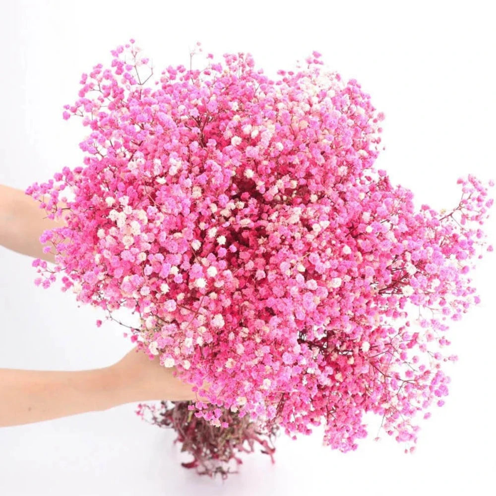 Everyday.Discount buy gypsophila artificial flower décor inspiration autumn viral interior decorations plum pinterest gypsophila blossom onlineshopping tiktok instagram youtube videos wreath realistic interior bunch vase gypsophila explore bridal photoshoot accents blossoms everyday fast free.shipping silk xmas symbolism garland flowers indoors areas  