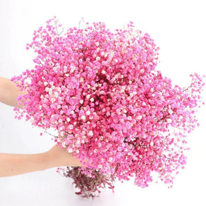 Everyday.Discount buy gypsophila artificial flower décor inspiration autumn viral interior decorations plum pinterest gypsophila blossom onlineshopping tiktok instagram youtube videos wreath realistic interior bunch vase gypsophila explore bridal photoshoot accents blossoms everyday fast free.shipping silk xmas symbolism garland flowers indoors areas  