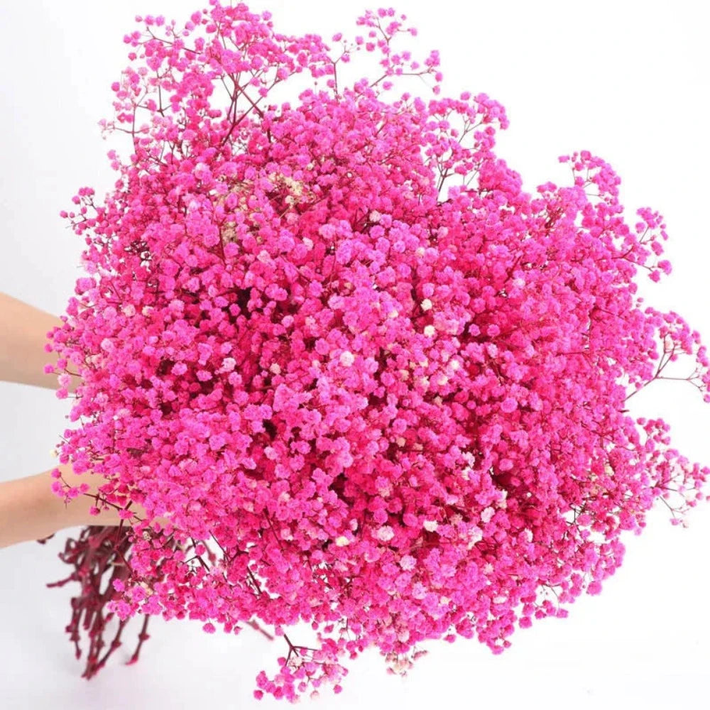 Everyday.Discount buy gypsophila artificial flower décor inspiration autumn viral interior decorations plum pinterest gypsophila blossom onlineshopping tiktok instagram youtube videos wreath realistic interior bunch vase gypsophila explore bridal photoshoot accents blossoms everyday fast free.shipping silk xmas symbolism garland flowers indoors areas  