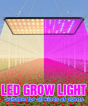 Everyday.Discount ledlight for plants hydroponics plantgrow indoors phyto lamps sunlight grow lights promote the rapid growth from plants accelerate the reproduction from fruits and seeds increase the weight stems leaves eco friendly lowest heating durable environmental protection prevent overgrowth increase freshness and beautyness promote growth improve accelerate ripening by sunlight and markets early growth and bloom hydroponics greenhouse gardening cultivation potted plants and other indoors 