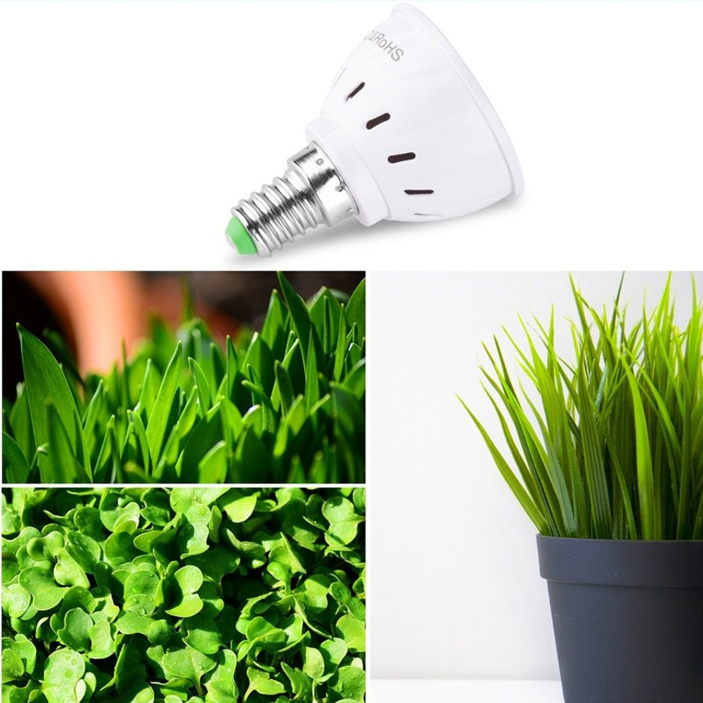 Everyday.Discount ledlight for plants hydroponics plantgrow indoors phyto lamps promote the rapid growth from plants accelerate the reproduction from fruits and seeds increase the weight stems leaves eco friendly lowest heating durable environmental protection prevent overgrowth increase freshness and beautyness promote growth improve accelerate ripening by sunlight and markets early growth and bloom hydroponics greenhouse gardening cultivation potted plants and other indoors 