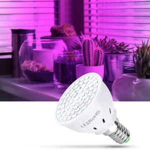 Everyday.Discount ledlight for plants hydroponics plantgrow indoors phyto lamps promote the rapid growth from plants accelerate the reproduction from fruits and seeds increase the weight stems leaves eco friendly lowest heating durable environmental protection prevent overgrowth increase freshness and beautyness promote growth improve accelerate ripening by sunlight and markets early growth and bloom hydroponics greenhouse gardening cultivation potted plants and other indoors 